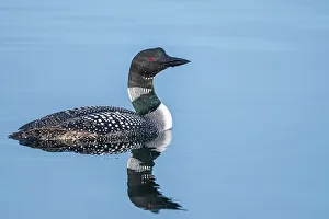 Barrie Prints: Common Loon (Gavia immer) on Lake Simcoe, Barrie, Ontario, Canada