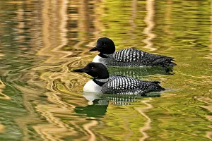 Loafing Prints: Common loon (Gavia immer) Loafing on Herbert Lake