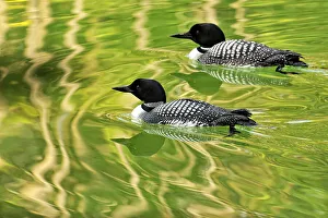 Loafing Prints: Common loon (Gavia immer) Loafing on Herbert Lake