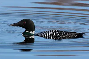 Aquatic Prints: Common loon, Gavia immer, Sudbury, Ontario, Canada