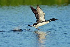 Taking Flight Prints: Common loon (Gavia immer) taking flight, Seney NWR, Seney, Michigan, USA