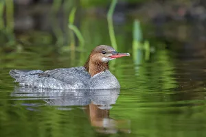 Duck Prints: Common Merganser (Mergus merganser), Horseshoe Lake, Parry Sound, Ontario, Canada