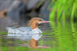 Common Merganser (Mergus merganser), Horseshoe Lake, Parry Sound, Ontario, Canada