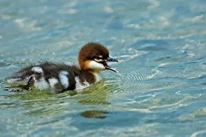 West Bay Prints: Common merganser (Mergus merganser) chick on Lake Mindemoya near West Bay on Manitoulin Island