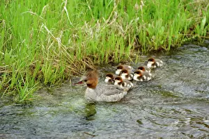 Animal Babies Prints: Common merganser (Mergus merganser) Hen and brood in Firehole River