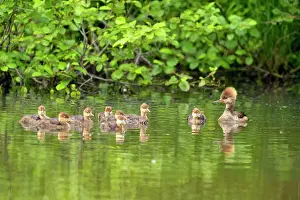 Females Prints: Common merganser (Mergus merganser) Mother and ducklings