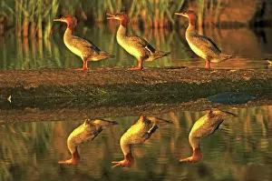 Three common mergansers (Mergus merganser) on rock reflecting in water at sunset Whiteshell Provincial Park, Manitoba, Canada