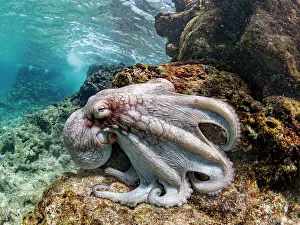 Invertebrate Prints: Common Octopus (Octopus vulgaris), Grand Cayman, Cayman Islands, British West Indies