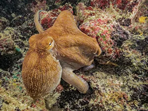 Underwater Prints: Common Octopus (Octopus vulgaris), Grand Cayman, Cayman Islands, British West Indies