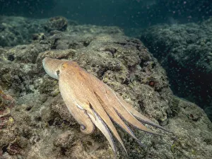 Underwater Prints: Common Octopus (Octopus vulgaris), Grand Cayman, Cayman Islands, British West Indies