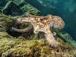 Underwater Prints: Common Octopus (Octopus vulgaris), Grand Cayman, Cayman Islands, British West Indies