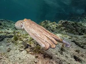 Underwater Prints: Common Octopus (Octopus vulgaris), Grand Cayman, Cayman Islands, British West Indies