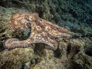 Underwater Prints: Common Octopus (Octopus vulgaris), Grand Cayman, Cayman Islands, British West Indies