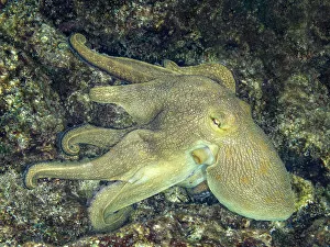 Underwater Prints: Common Octopus (Octopus vulgaris), Grand Cayman, Cayman Islands, British West Indies