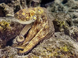Invertebrate Prints: Common Octopus (Octopus vulgaris), Grand Cayman, Cayman Islands, British West Indies