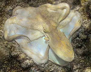 Underwater Prints: Common Octopus (Octopus vulgaris), Grand Cayman, Cayman Islands, British West Indies