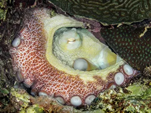 Marine Invertebrate Prints: Common Octopus (Octopus vulgaris), Grand Cayman, Cayman Islands, British West Indies