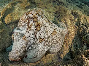 Marine Invertebrate Prints: Common Octopus (Octopus vulgaris), Grand Cayman, Cayman Islands, British West Indies