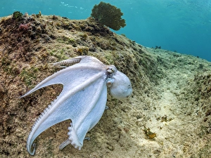 Invertebrate Prints: Common Octopus (Octopus vulgaris), Grand Cayman, Cayman Islands, British West Indies