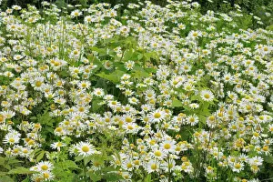 Leucanthemum Vulgare Prints: common or oxeye daisy (Leucanthemum vulgare or Chrysanthemum leucanthemum) flowers Grand Manan Island