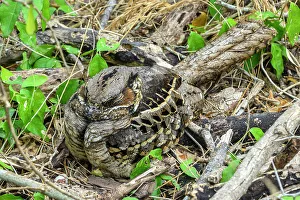 Resting Prints: Common Pauraque (Nyctidromus albicollis)