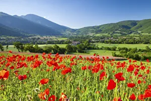 Common poppies in farmland in the Valnerina near Campi, Monti Sibillini National Park