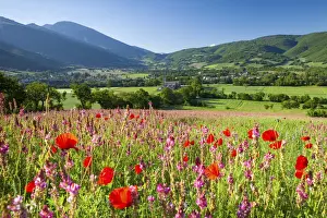Poppies Prints: Common poppies and wild flowers in farmland in the Valnerina near Campi