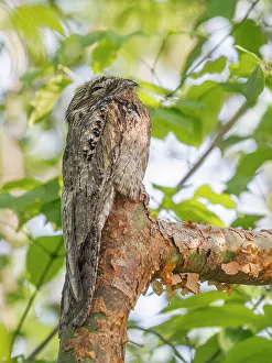 Orotina Prints: Common Potoo (Nyctibius griseus), Orotina, Costa Rica