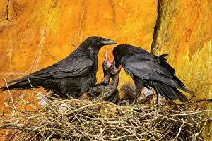 Animal Babies Prints: Common raven (Corvus corax) Adults and stick nest with hatchlings