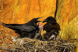 Animal Babies Prints: Common raven (Corvus corax) Adults and stick nest with hatchlings