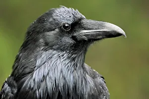 Common raven (Corvus corax). Icefields Parkway. Banff National Park, Alberta, Canada