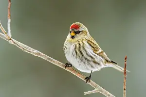 Migrants Prints: Common Redpoll (Acanthis flammea) female winter migrant, Greater Sudbury, Ontario, Canada