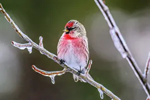 Migrants Prints: Common Redpoll (Acanthis flammea) Male perched on icy branch during freezing rain event