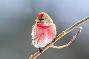 Migrants Prints: Common Redpoll (Acanthis flammea) male winter migrant, Greater Sudbury, Ontario, Canada