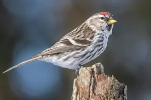 Redpolls Prints: Common Redpoll (Acanthis flammea), Ontario, Canada