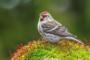 Simcoe County Prints: Common Redpoll (Acanthis flammea), Ontario, Canada
