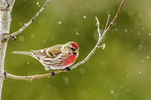 Migrants Prints: Common Redpoll (Acanthis flammea) Winter migrant from boreal forest