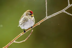Migrants Prints: Common Redpoll (Acanthis flammea) Winter migrant from boreal forest