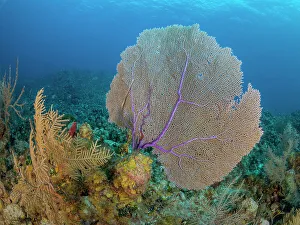 Invertebrate Prints: Common Sea Fan (Gorgonia ventalina), Grand Cayman, Cayman Islands, Biritsh West Indies
