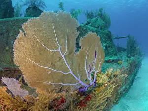 Common Sea Fan (Gorgonia ventalina) at the Doc Poulson Wreck on Grand Cayman, Cayman Islands, Biritsh West Indies