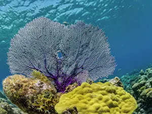 Gorgonians Prints: Common Sea Fan (Gorgonia ventalina) on shallow ocean reef