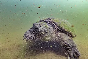 Underwater Prints: Common Snapping Tturtle (Chelydra serpentina), Horseshoe Lake, Muskoka, Ontario, Canada