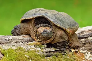 Minnesota Prints: common snapping turtle (Chelydra serpentina) Captive