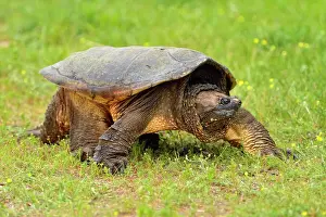Minnesota Prints: common snapping turtle (Chelydra serpentina) Captive