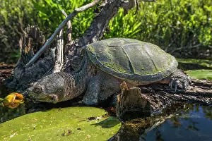 Turtles Prints: Common Snapping Turtle (Chelydra serpentina) in wetland on Horseshioe Lake