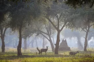 Acacia Tree Gallery: Common waterbucks in grove of Acacia trees on floodplain beside the Lower Zambezi River