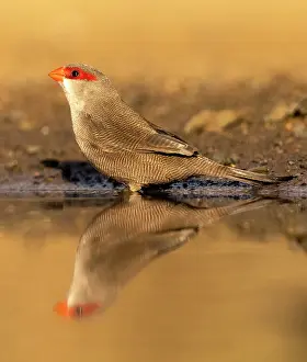 Kwazulu Natal Prints: Common waxbill, Zimanga Private Game Reserve, KwaZulu Natal, South Africa