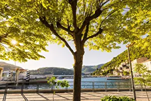 High Key Prints: Como, Lombardy, Italy. A tree on the shore of the lake Como at sunset