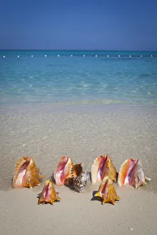 Conch Shells, Cornwall Beach, Montego Bay, Jamaica, Caribbean Conch Shells, Cornwall Beach, Montego Bay, Jamaica, Caribbean