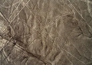Ica Region Prints: The Condor Geoglyph, aerial view, Nazca, Ica Region, Peru